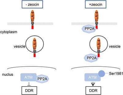 CTLA-4 Facilitates DNA Damage–Induced Apoptosis by Interacting With PP2A